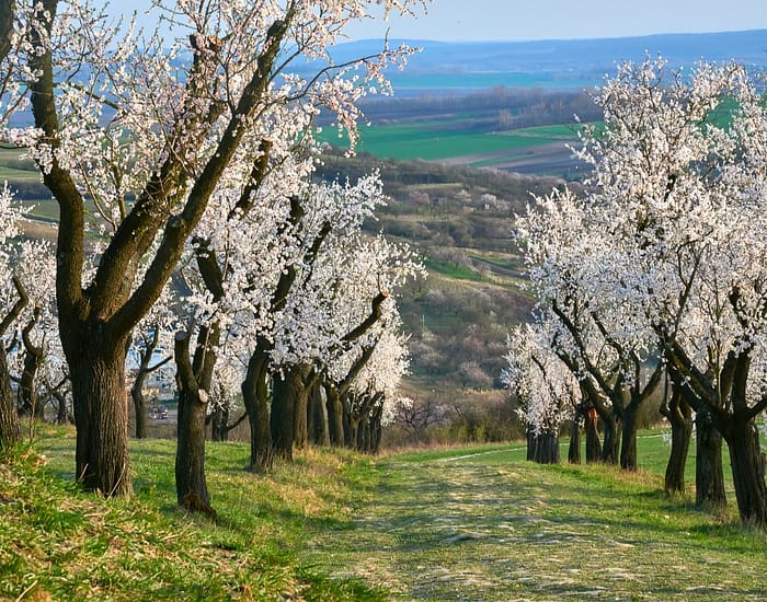 Almond-farm