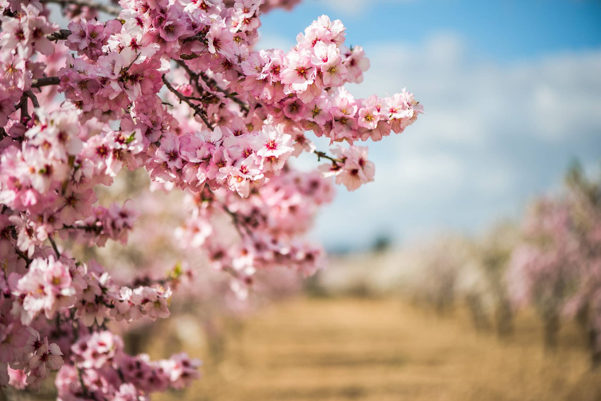 Spring blossom orchard. Beautiful nature scene with blooming tree and sun flare.