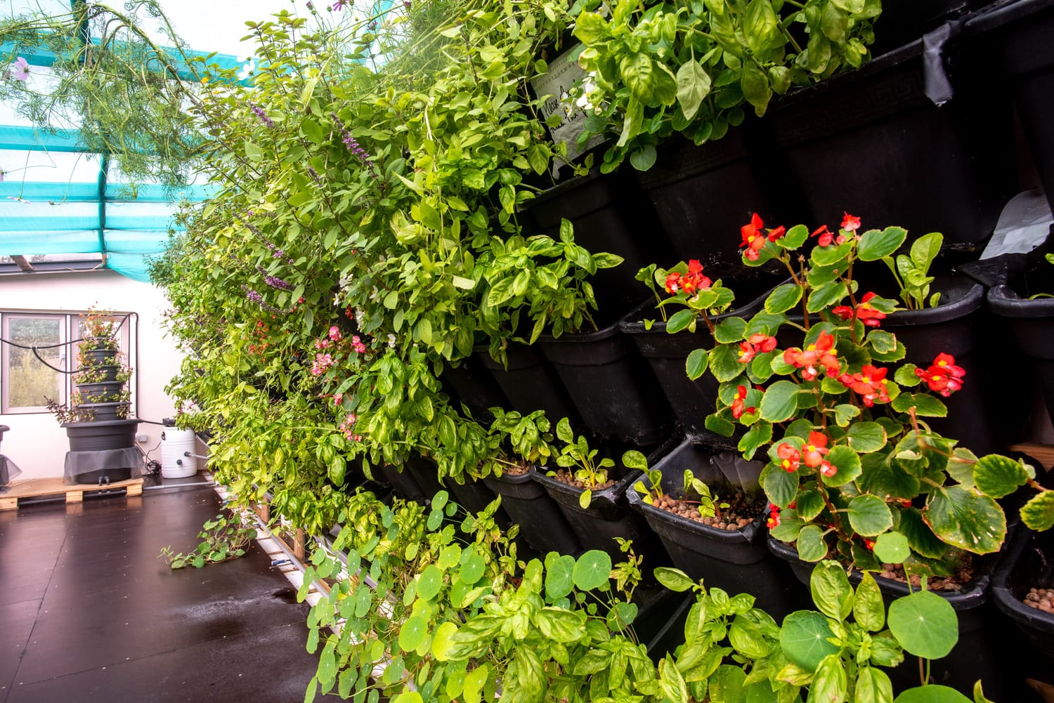 The aquaponics greenhouse will function as a hub for knowledge dissemination of aquaponics techniques,  equipping locals with the capability to develop their own aquaponics units.