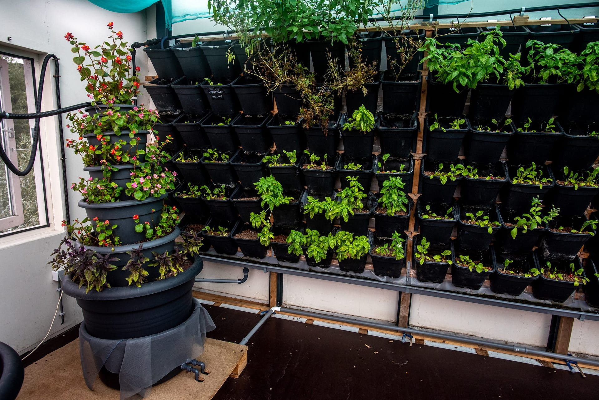 The aquaponics greenhouse will function as a hub for knowledge dissemination of aquaponics techniques,  equipping locals with the capability to develop their own aquaponics units.