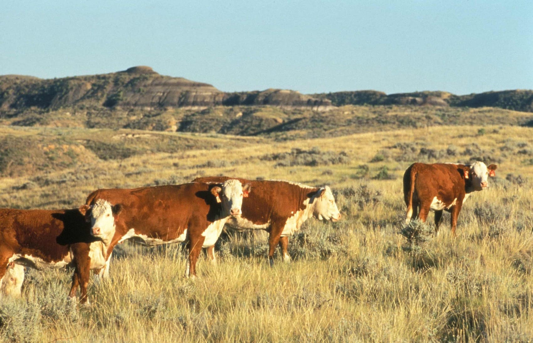 Direct emissions from cattle (enteric fermentation and manure) accounts for nearly 9% of global CO2e emissions.