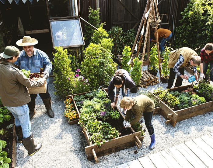 A group of people works together in a community-led fruit and vegetable garden