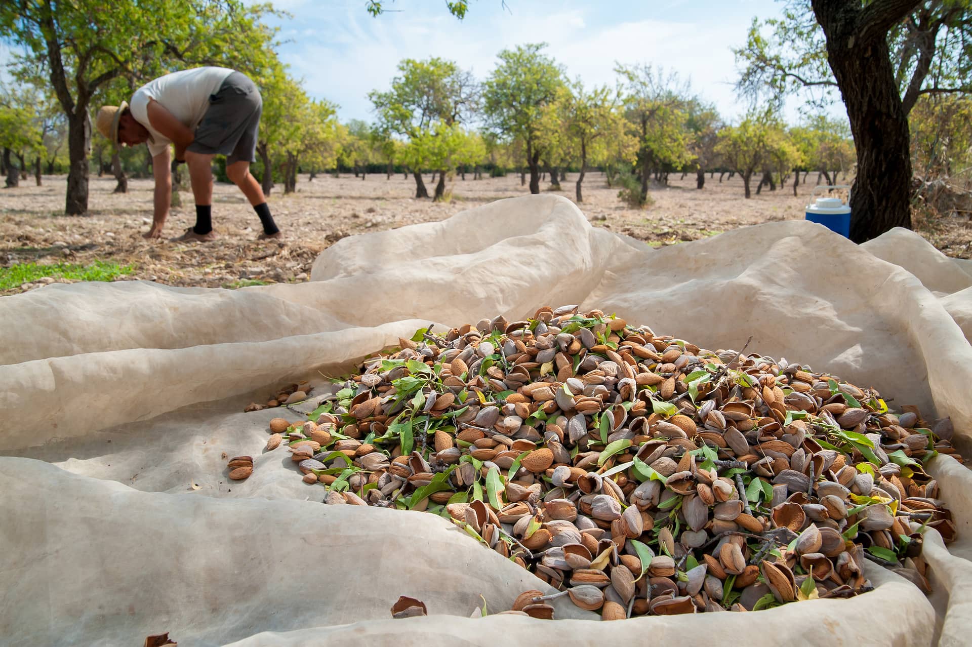 Just picked almonds on a net and pickers in the background during harvest season in Noto, Sicily