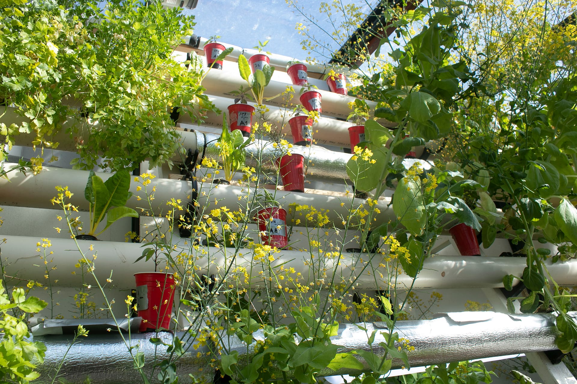 At the greenhouse, we use the principles of hydroponics to show that it is possible grow healthy food locally, even without soil.