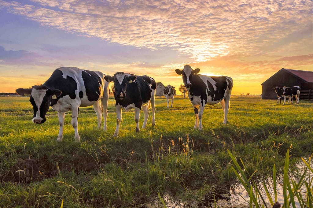 Systems thinking on the European food system