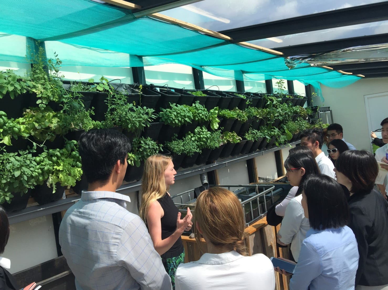 The aquaponics greenhouse will function as a hub for knowledge dissemination of aquaponics techniques,  equipping locals with the capability to develop their own aquaponics units.