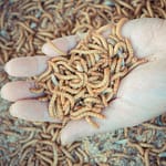 insect larvae: creating a circular food economy