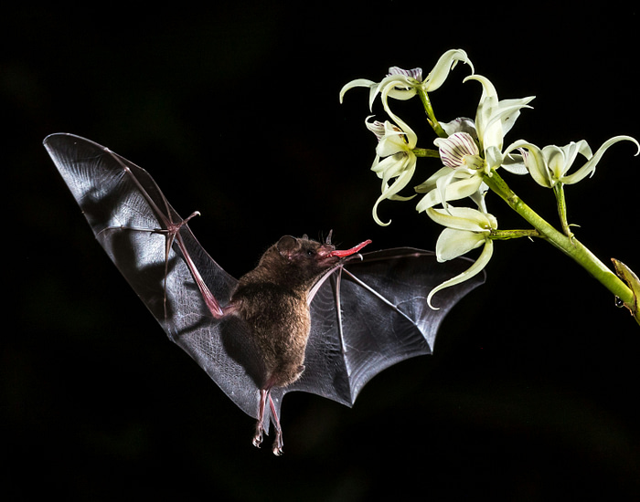 A Mexican long-nosed bat reaches with its tongue for Agave nectar while flying.